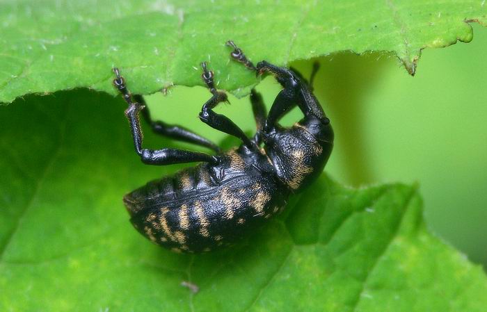 To je ale dobrota!!