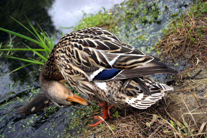 Uctivá poklona,  pane Kohn!