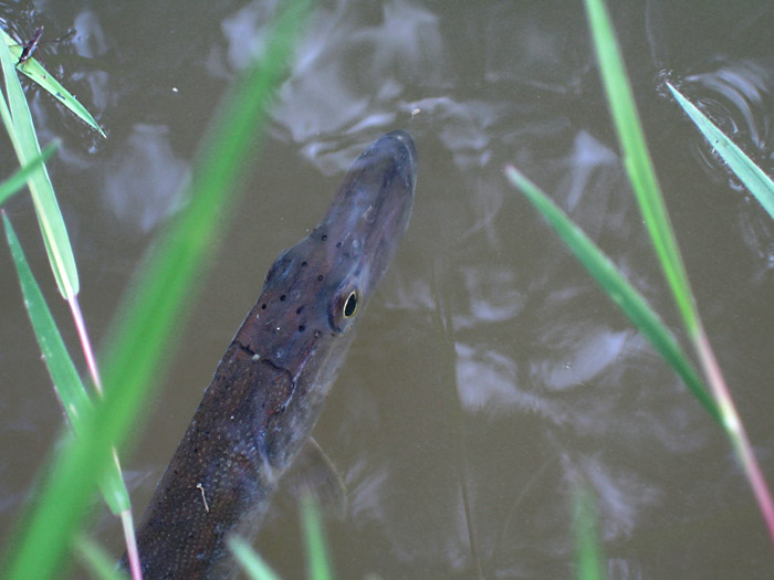 Jen tak si plavu, ani nevím jak...