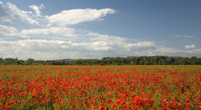 Vlčie maky za Bratislavou