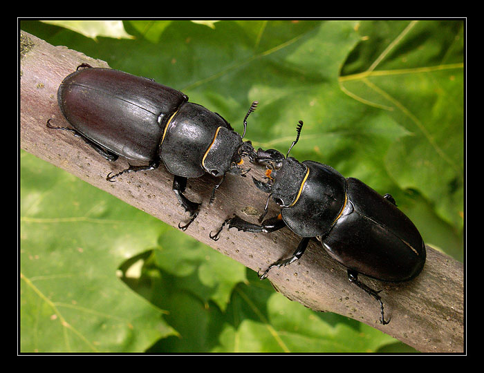 Setkání s Lucanou II.