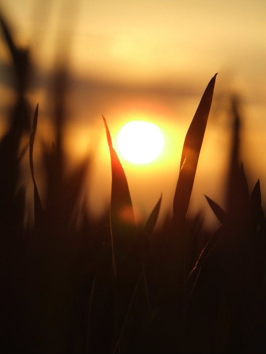 The grass