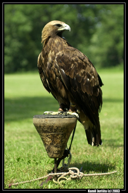 Eagle