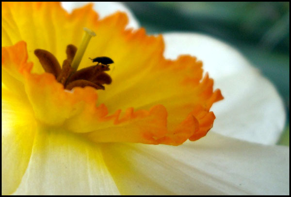 narcis