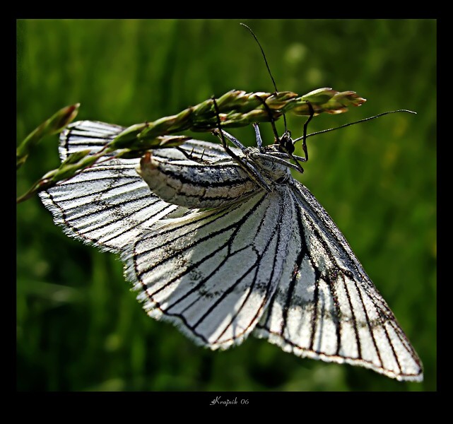 Zo života motýľa ...