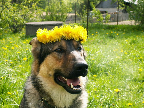 Můj Max