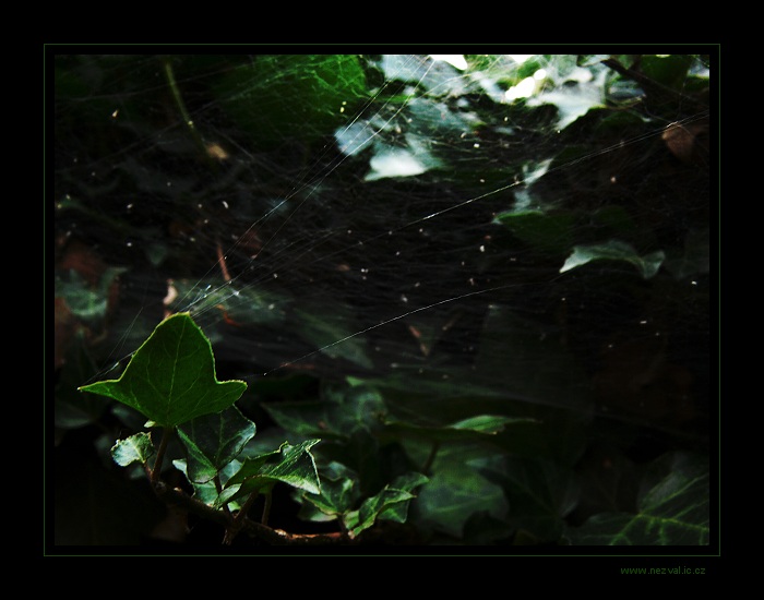 Ráno v porostu břečtanu