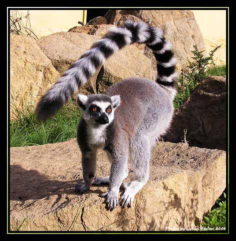 Mlsně vyhlížející Lemur...