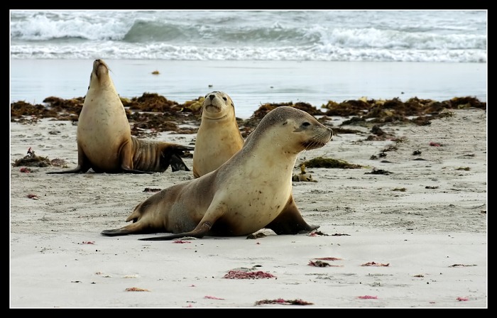 Kangaroo Island