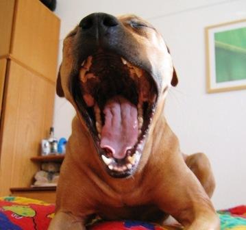 Muj pitbull