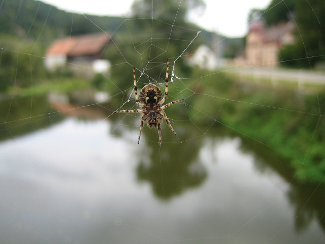 pavouk