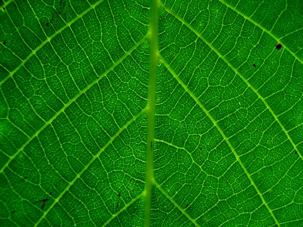 UNDER THE LEAF
