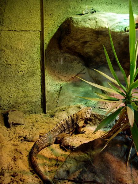 in the Zoo...