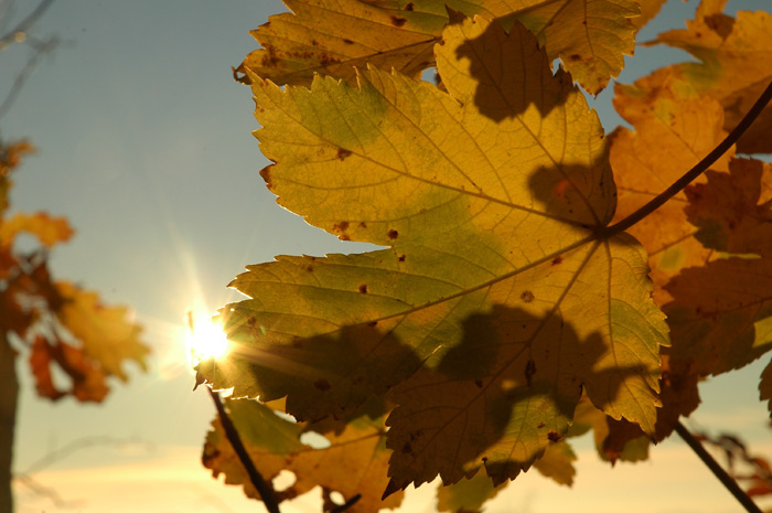 autumn nr. 1