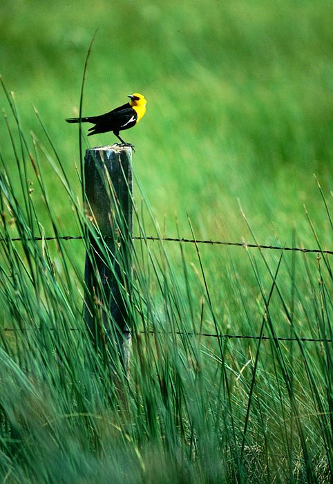 bird