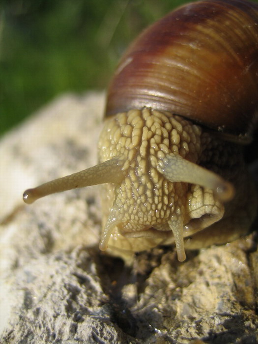 Slimi