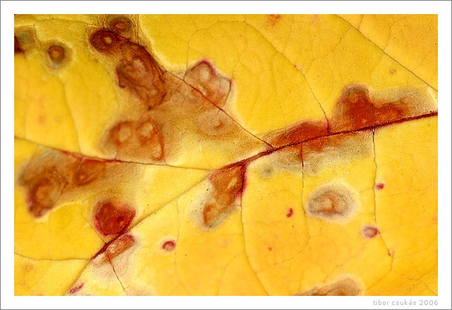 .. leAf ..