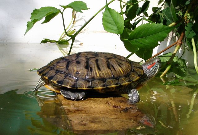 Zelva Růžena