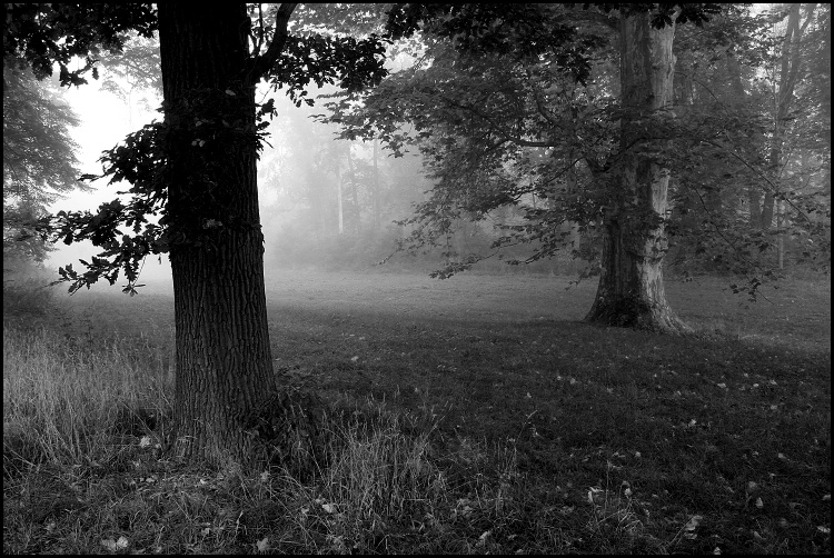 Návraty do veltruského parku XVI - u platanu II.