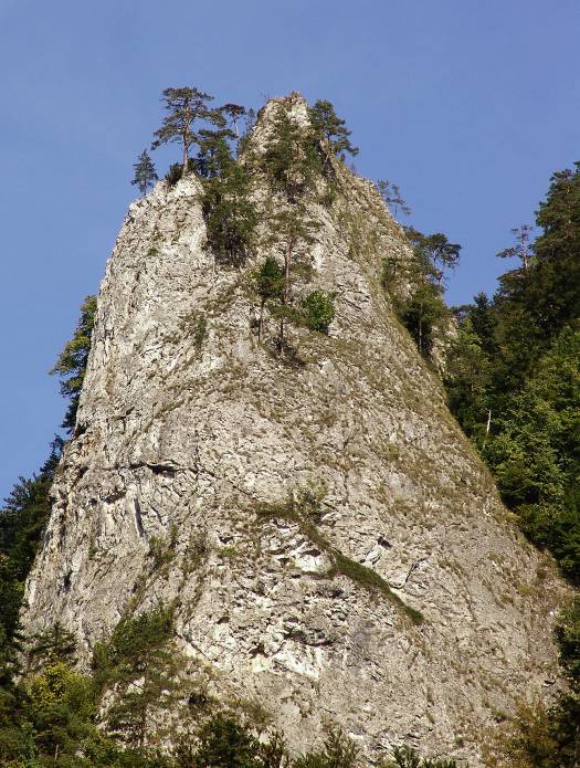 Borovice