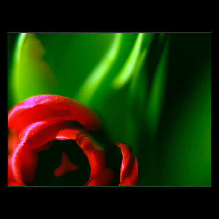 ***JOSHUA FLOWER***