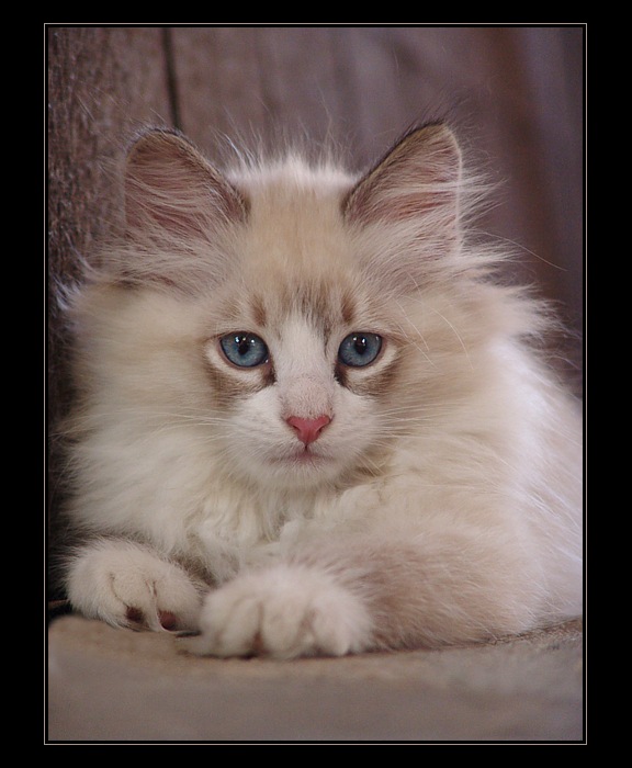 Romeo