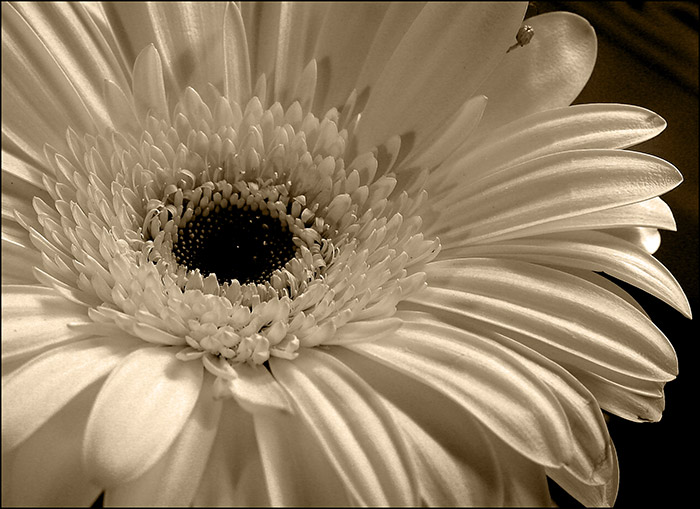 Gerbera BW