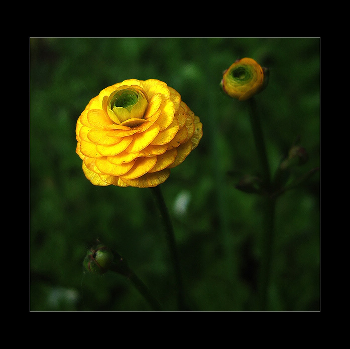 Žlutý květ II
