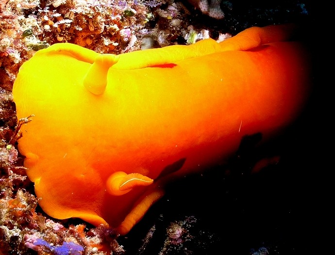 Spanish Dancer
