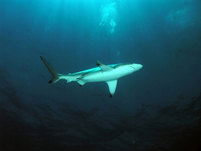 Blacktip 02