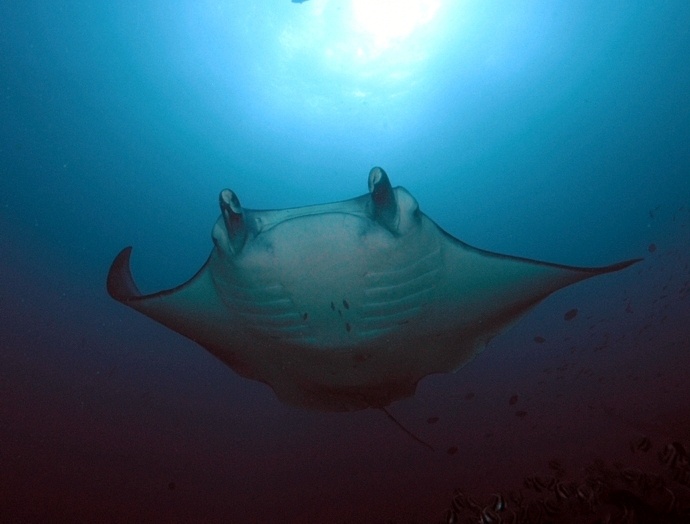 Amazon manta