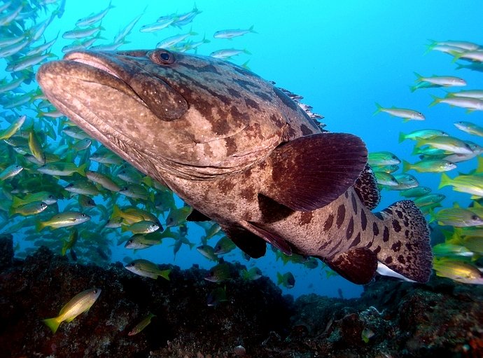 Tukula II