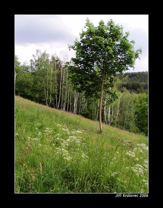 Šumava II