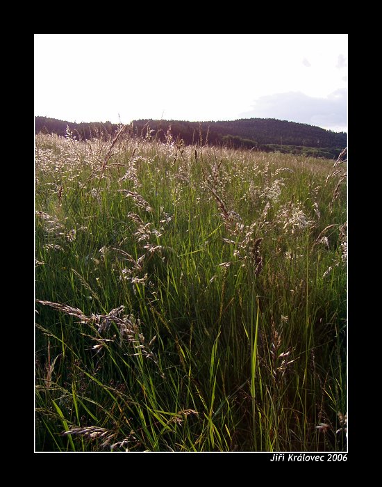 Šumava III