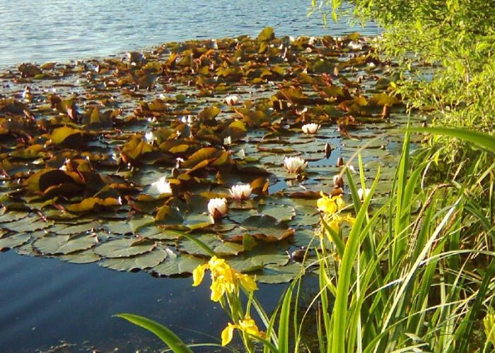 Jezero