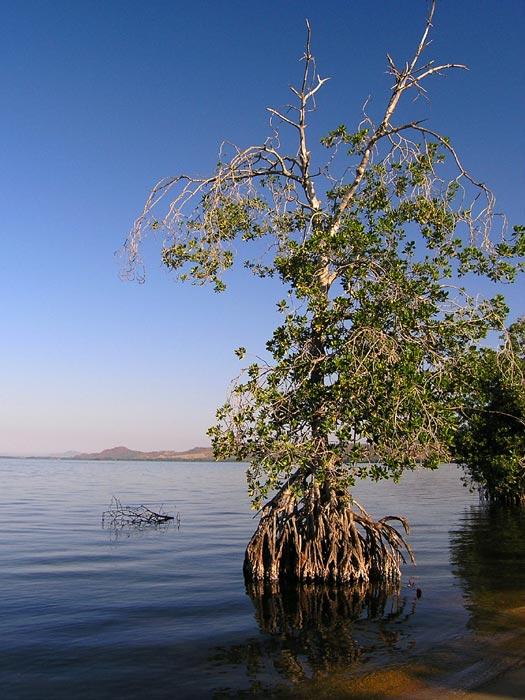 Lagunas de Chacahua - Mangrove