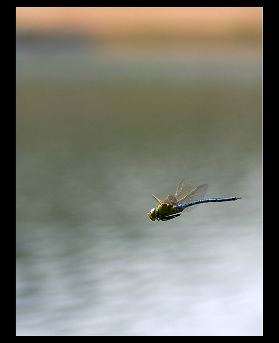 Anax imperator -  letící, spící...