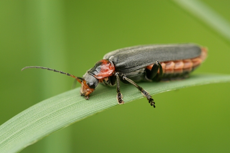 Páteříček sněhový (Cantharis fusca)