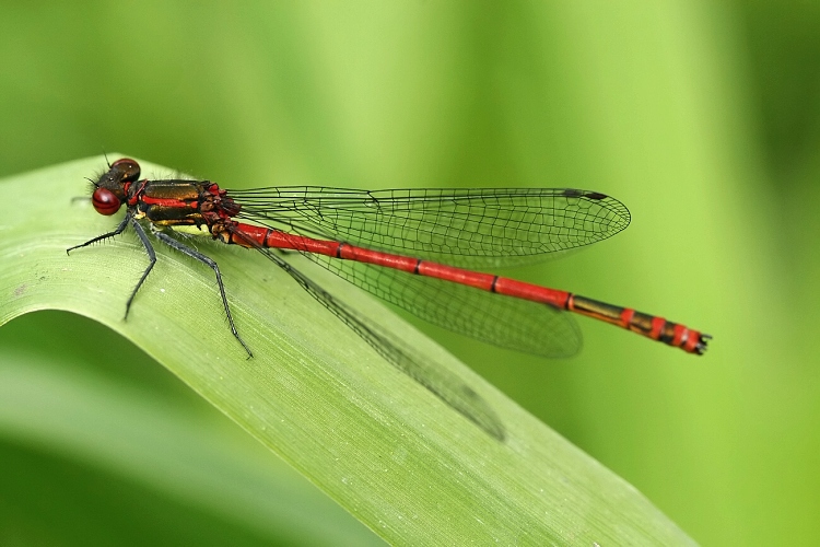 Šidélko ruměnné II.