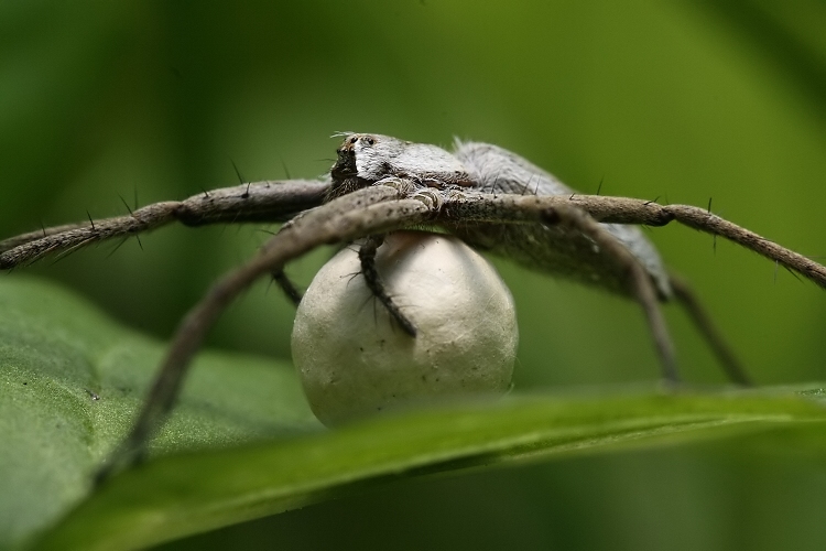 ..uválej si svůj kokon..