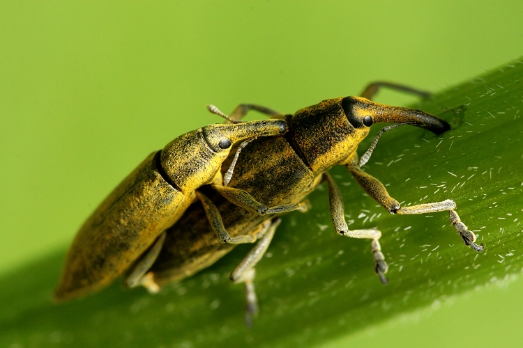 Rýhonosec štíhlý ( Lixus paraplecticus )