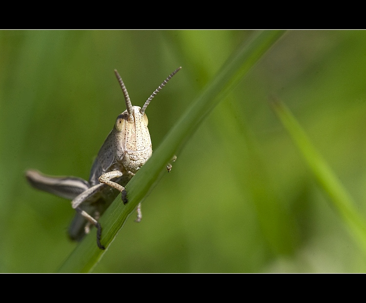 ...Portrét seňora hopa...