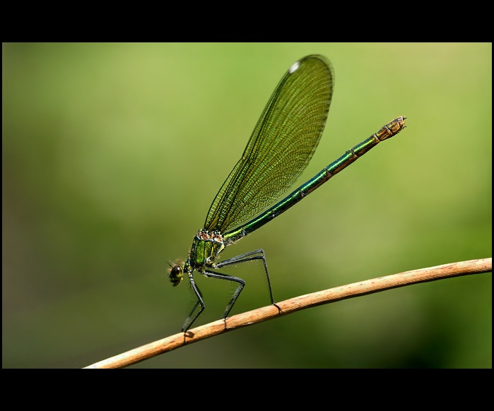 Motýlice lesklá (Calopteryx splendens)