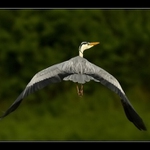 ...už mě nebavíš, odlétám...