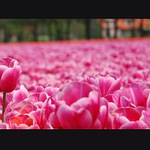 Spomienky na Holandsko