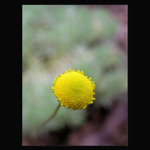 - flower V. -