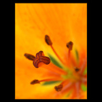 - flower VI. -