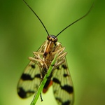 Srpice 3