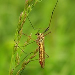 Já se pouštím :-)