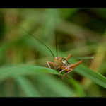 Sedím na listě a je mi dobře :-)))